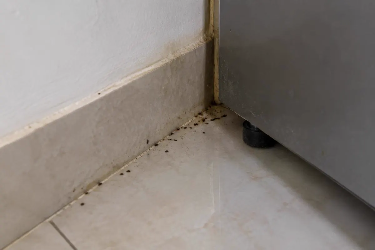 Cockroach droppings along a kitchen skirting corner behind the fridge